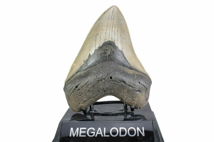 Fossil Megalodon Tooth - North Carolina #378058